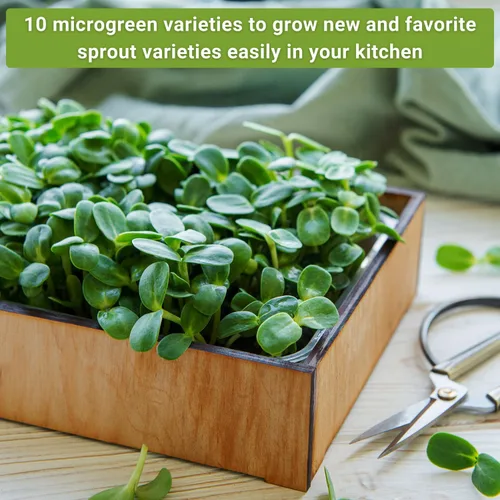Vista 4 de Sow Right Seeds - Gran colección de semillas de microgreens - 10 paquetes de jardín de interior con semillas de superalimentos para germinación