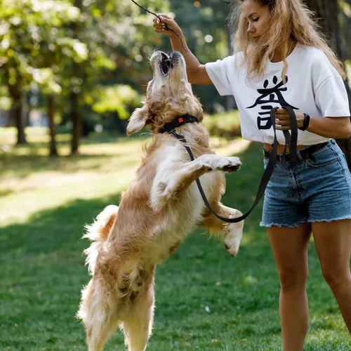 Vista 4 de CollarDirect Correa para perro duradera para mascotas, para caminar, entrenar y correr para pequeña, mediana y grande