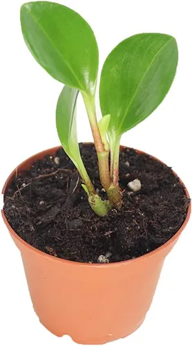 Vista 4 de Escarabajo Peperomia - 3'' de California Tropicals