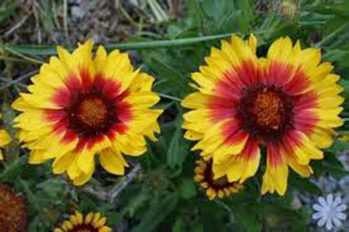 Vista 2 de Arizona Sun Gaillardia, más de 50 semillas, hermosa flor brillante de corte grande