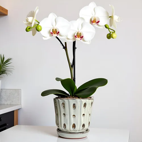 Vista 9 de Macetas para Orquídeas de 4.9 Pulgadas Macetas de Cerámica para Orquídeas con Agujeros Juego de 2 (verde musgo+blanco)