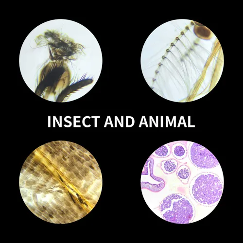 Vista 6 de Diapositivas preparadas del microscopio con las muestras 100Pcs para la ciencia de los estudiantes de los niños Animal Plant Insect Specimens