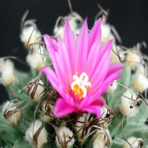 Vista 2 de Baja Cactus Blossom - Aceite de fragancia (nuestra versión de la marca) (jarra de 64 onzas) para fabricación de velas, fabricación de jabón