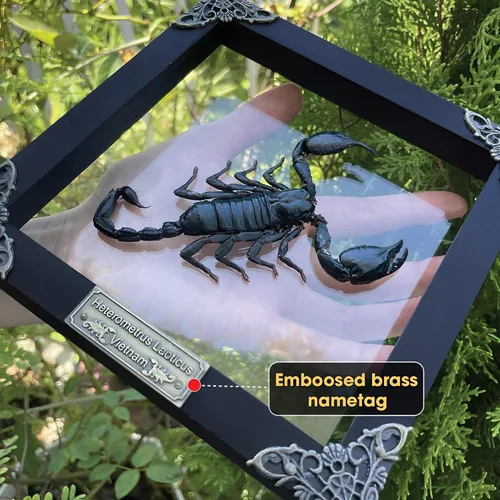 Vista 55 de 2 Real Dragonfly Specimens Shadow Box Framed Insect Display Oddities Curiosities Entomology Collection Natural History Wall Decor Gift for Nature