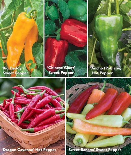 Vista 4 de Colección Burpee Best 10 Paquetes de Mezcla Fresca Sin OGM de Pimiento Picante y Variedades Dulces Jalapeño, Semillas de Pimiento Morrón y Más
