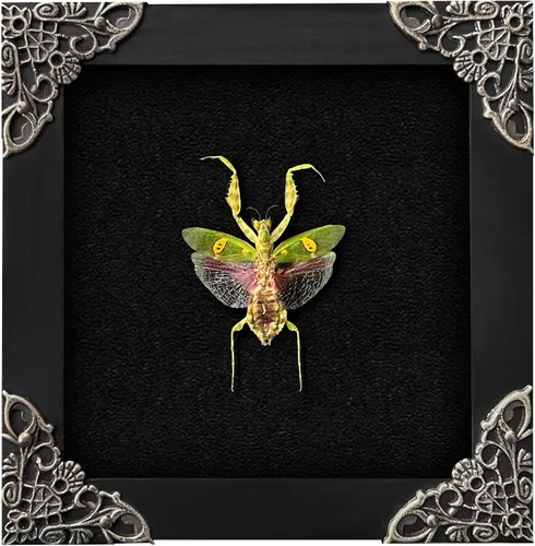 Vista 63 de 2 Real Dragonfly Specimens Shadow Box Framed Insect Display Oddities Curiosities Entomology Collection Natural History Wall Decor Gift for Nature