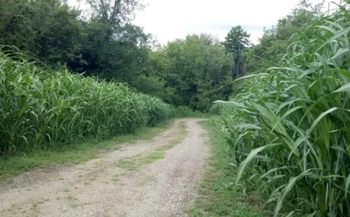 Vista 4 de Semillas de maíz raras para plantar - 25 semillas por paquete - (mezcla de fresa Delite)