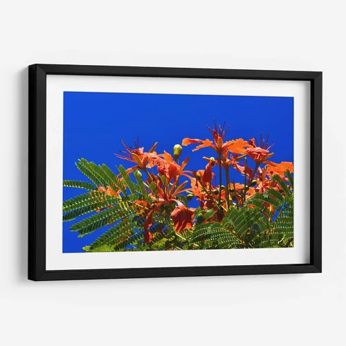 Vista 6 de Canvas Lab Lienzo decorativo para pared Árbol Flamboyan, Cancún por el artista Luis Velasco – Tamaño: 12 x 8 in - Tema: Botánico, Floral,Naturaleza