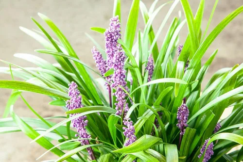 Vista 4 de Royal Purple LIRIOPE - Tamaño: 1 galón, planta viva, incluye fertilizante de mezcla especial y guía de plantación