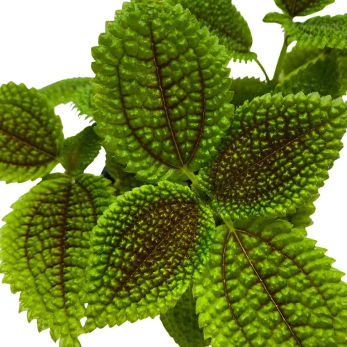 Vista 4 de BubbleBlooms Pilea Mollis Moon Valley en una planta de amistad en maceta de 4 pulgadas