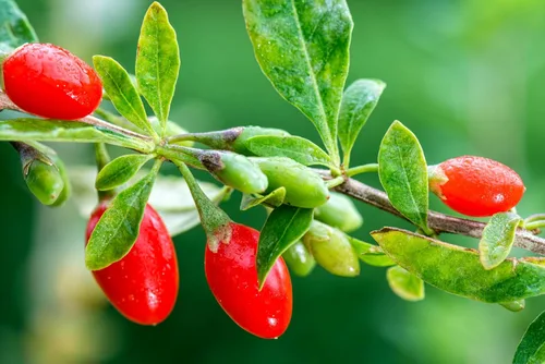 Vista 6 de 100 semillas de bayas de goji tibetanas del Himalaya FUERA DE POD - Wolfberry Shrub Bush Fruit