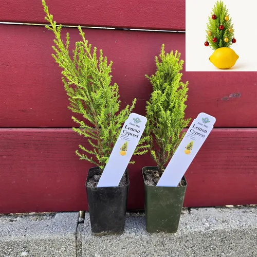 Vista 48 de Plantas de aloe coral (Aloe striata) - Suculenta viva con llamativos bordes rosados y hojas lisas y planas para jardinería en interiores