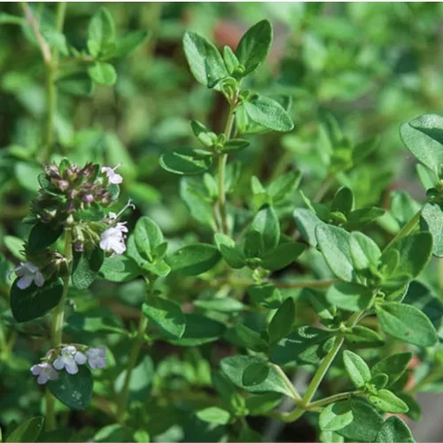 Vista 3 de 400 semillas de tomillo limón semillas de hierbas de flores, impresionante crecimiento rápido