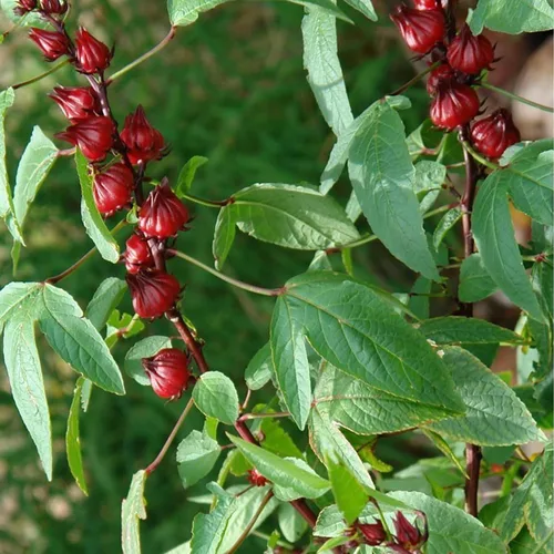 Vista 4 de Roselle Rojo (Hibiscus sabdariffa) - Paquete de 50 Semillas