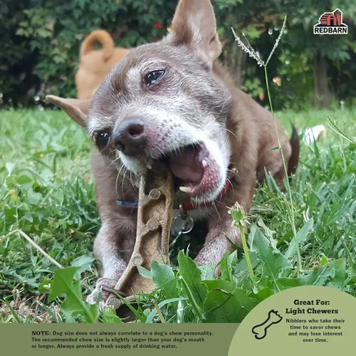Vista 3 de Redbarn Pet Products Chew-A-Bulls (Talla: Pequeño, Forma: Cepillo, 24 Recuentos (Caja de 10))