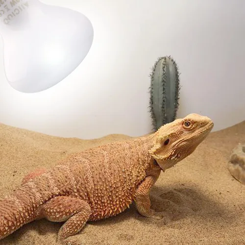 Vista 5 de Aiicioo Bombilla de Calor para Reptiles - Lámpara de Calor de 50W para Reptiles 2 Pack UVA Luz Natural Bulbo para Baño de Sol para Dragón Barbudo