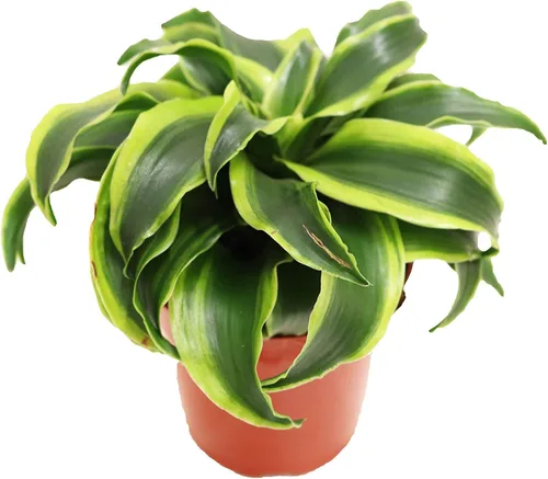 Vista 3 de Dracaena Combo - 4'' de California Tropicals