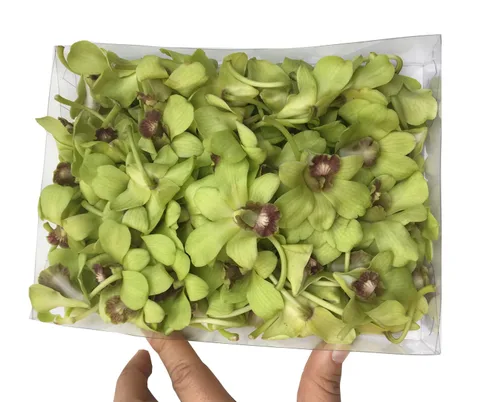 Vista 9 de Miami Fresh Orchid Flower OrchidClub USA Sunne Tropical Loose Bloom Head DIY Lei Food Drink Decor GREEN (50 verde manzana)