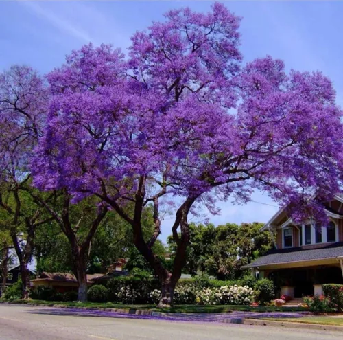 Vista 2 de 25 semillas de árbol de jacaranda azul Jacaranda púrpura Mimisifolia semillas de flor