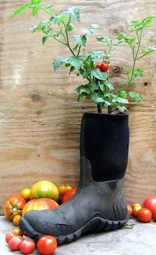 Vista 2 de Más de 30 semillas de tomate Red Robin Enano Determinadas Heirloom No OGM Dulce y Sabroso Bajo Ácido Raro Mini, Lycopersicon lycopersicum