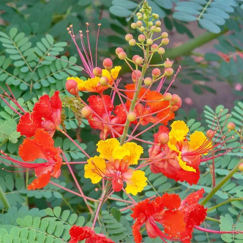 Vista 6 de 5 semillas de ave mexicana roja del paraíso, flor de pavo real, orgullo de Barbados, Flos Pavonis, semillas de poinciana enana - Atrae polinizadores