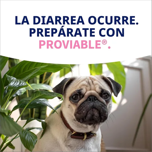 Vista 12 de Nutramax Probióticos proviables para perros y gatos pequeños, kit de apoyo para la diarrea, suplemento de salud digestiva con múltiples cepas