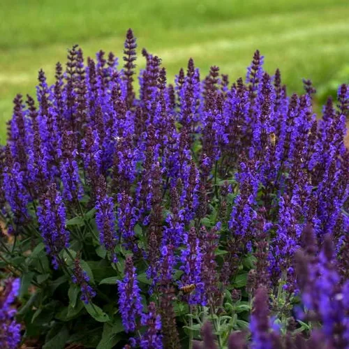 Vista 2 de Votaniki Salvia nemorosa 'Bumbleblue' (salvia) - Raíz de tamaño #1 para plantar, salvia perenne con follaje fragante y flores azules fragantes