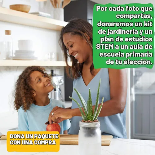 Vista 5 de Back to The Roots Kit de cultivo de riego automático: macetas hidropónicas de vidrio para suculentas y sistema de riego automático de cactus
