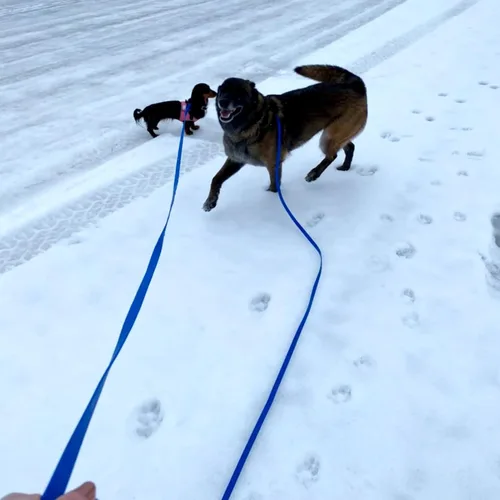 Vista 9 de ZALER Correa Larga para Perro Impermeable Correas de Entrenamiento 50ft 30ft 20ft 15ft 10ft 6ft, A Prueba de Olores Correa Larga de Llamada