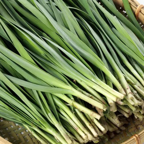 Vista 2 de Orgánicos 10 Plantas Ajo Cebollino Planta Viva Raíces Desnudas Hierba Perenne Resistente Jiu CAI Cebollino