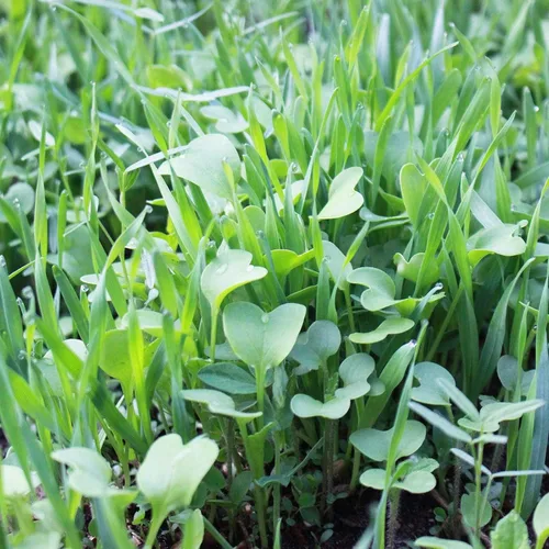 Vista 8 de Mezcla de semillas para cultivo sin labranza y cubierta de jardín y huerto - 2.27 Kg - Mezcla de semillas para cultivo de cubierta de jardín: vezo