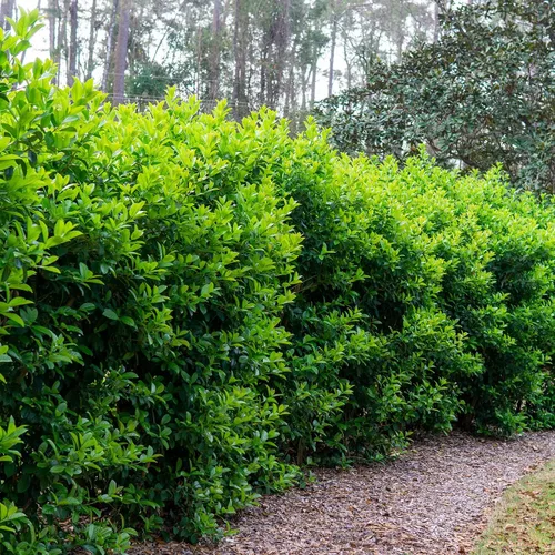 Vista 4 de Perfect Plants Sweet Viburnum Shrub de 3 galones Arbustos vivos para plantar al aire libre Seto de privacidad de rápido crecimiento Flores
