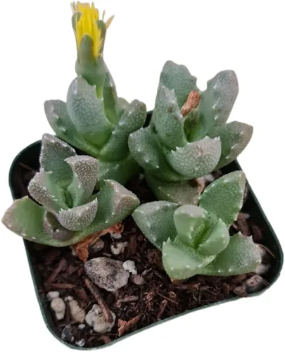 Vista 10 de Cactus vivo y plantas suculentas (maceta de 2 pulgadas Crassula Pubescens)