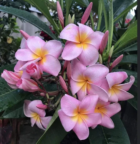 Vista 8 de Hawaiian Rare Plumeria Frangipani - Planta esquejes de planta roja, blanca, amarilla, rosa, 10 pulgadas, Discount Hawaiian Gifts LQ4 (rosa)
