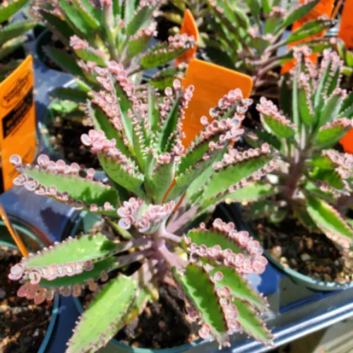 Vista 4 de 2 Plantas Vivas de Kalanchoe Mariposa Rosa, Planta Viva de Kalanchoe, en Maceta de 2 Pulgadas, Kalanchoe Rosa Suculenta Madre de Miles