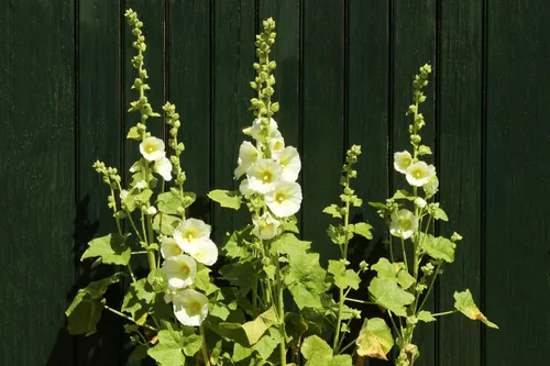 Vista 8 de 25 semillas de flores blancas de Alcea Rosea de Hollyhock PerennialComb S/H de Seedville