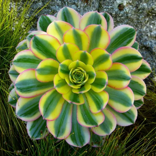 Vista 4 de Aeonium Suculents Plant Live, planta de eonio amarillo, rosa, verde, planta de interior viva, 4 en maceta