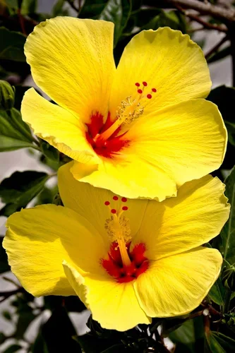 Vista 3 de CORTE DE PLANTAS DE HIBISCO AMARILLO HAWAIO ~ CRECE HAWAII