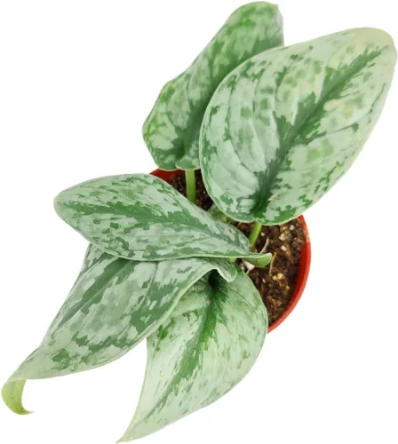 Vista 4 de Silver Splash Pothos - Scindapsus Pictus 'Exotica' (maceta cultivadora de 4 pulgadas) – Planta de interior fácil de cultivar – Planta