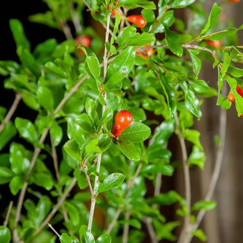 Vista 2 de Perfect Plants Wonderful Pomegranate Tree, 2 Gallon, Live Plant Self-pollinating with large red fruit ripening in September, zones 8-11, showy
