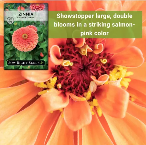 Vista 5 de Sow Right Seeds - Semillas de zinnia Salmon Queen para plantar - Paquete de reliquia sin OMG para plantar y cultivar un jardín de flores en el hogar