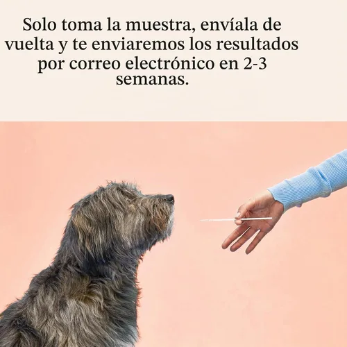 Vista 6 de Wisdom Panel Premium Kit de ADN para perros: más completo con más de 265 pruebas de salud, identifica más de 365 razas de perros, más de 50 rasgos