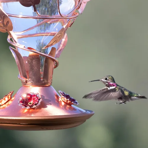 Vista 12 de Perky-Pet 8110H-1 - Comedero de cristal para colibríes para exteriores, capacidad de néctar de 32 onzas