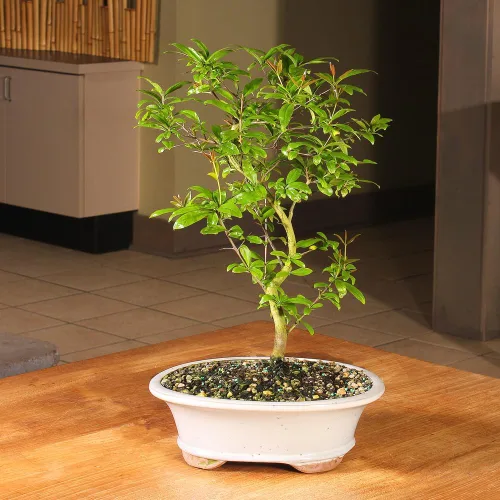 Vista 4 de Árbol bonsai vivo enano de granada de Brussel's Bonsai - Grande, 6 años, 12 a 16 pulgadas de alto - Árbol bonsai vivo para exteriores con maceta
