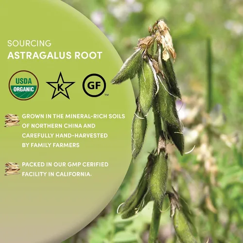 Vista 4 de Worldwide Botanicals Raíz de astrágalo orgánico – 8 onzas – 100% astrágalo membranaceus – corte y tamizado – Huang Qi utilizado en la medicina