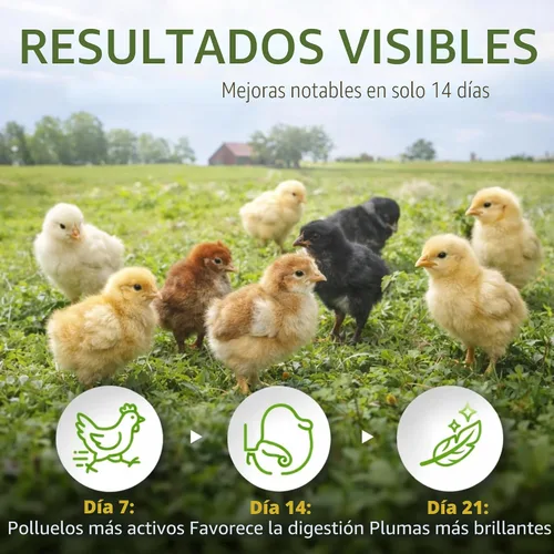 Vista 4 de Buff Clucks Suplemento de hierbas de fórmula de pollo para pollitos bebé, mezcla botánica totalmente natural para el bienestar diario, calidad