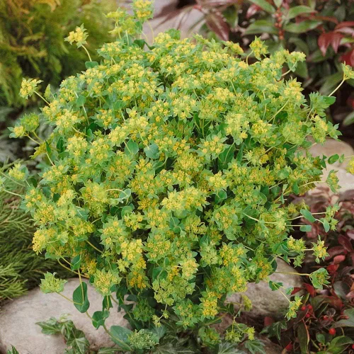Vista 7 de Outsidepride Hare's Ear Bupleurum Seeds – 2000 unidades. Semillas anuales, tolerantes a la sequía y de bajo mantenimiento, semillas de flores
