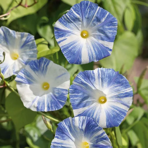 Vista 6 de Eden Brothers Morning Glory Seeds - Picotee azul, semillas sin OMG para plantar, 1 onza Semillas de flores de bajo mantenimiento, plantas durante