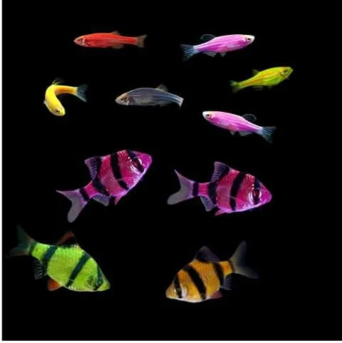 Vista 4 de Colecciones de peces vivos GloFish (10G Active)
