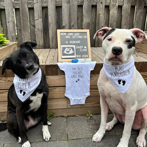 Vista 4 de Bandanas en blanco para perros pequeños, 3 unidades, bufanda triangular blanca sólida de algodón de primera calidad, diseño personalizado